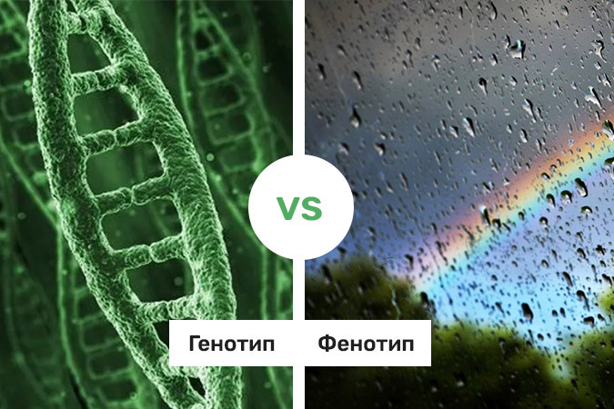 Разница между генотипом и фенотипом конопли