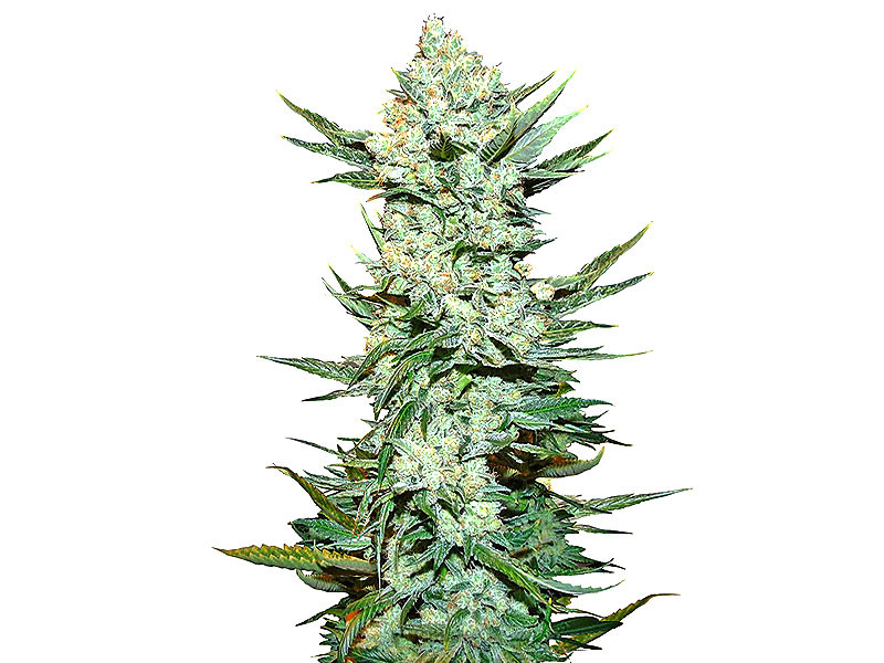 Tangie`matic auto fem от FastBuds