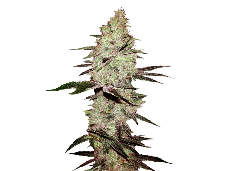 Six Shooter Auto fem