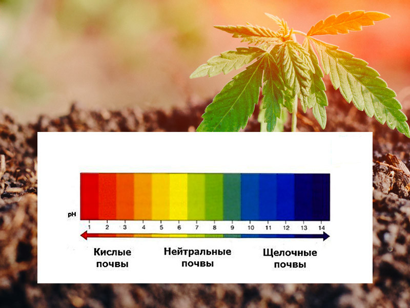 Необходимая конопле кислотность грунта