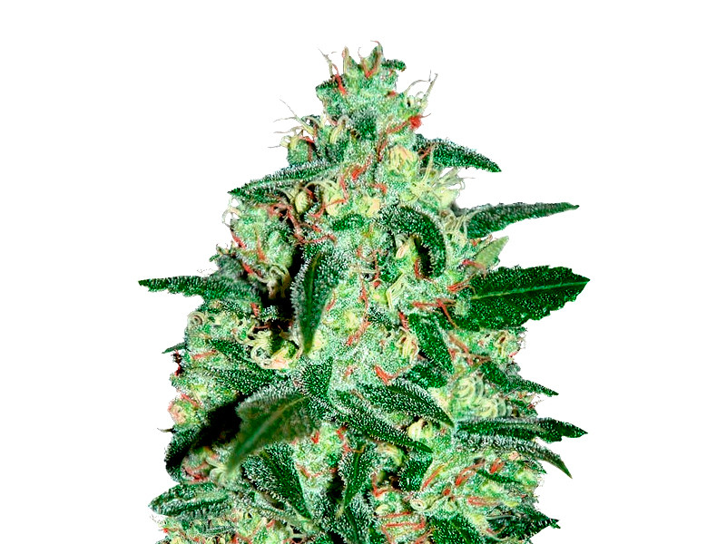 Thunder Bloody Mary auto от Samsara Seeds