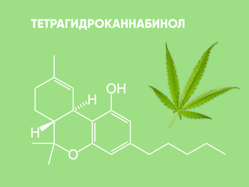 Тетрагидроканнабинол и температура тела 